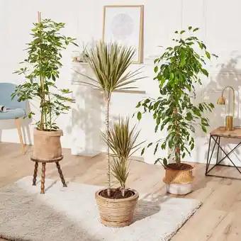 Plante Verte