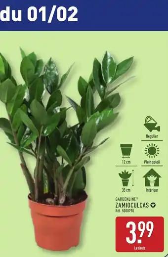 GARDENLINE® Zamioculcas