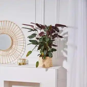MDD Calathea