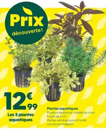 Plantes aquatiques