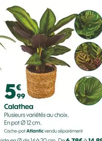 Calathea