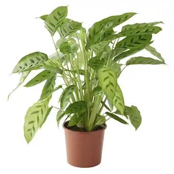 ECLOZ Calathea ECLOZ