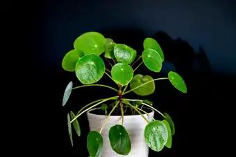 Pilea Peperomioides