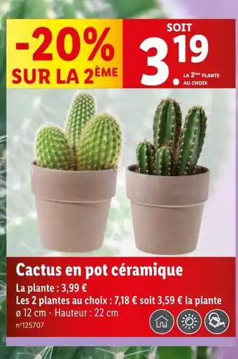 Cactus en pot céramique