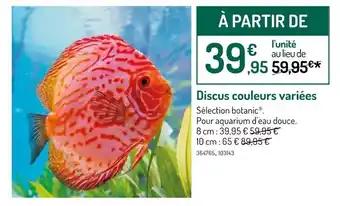 Discus couleurs variées