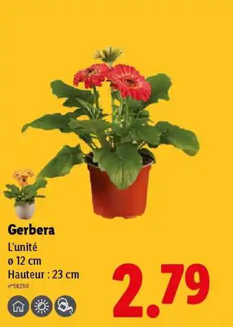 Gerbera