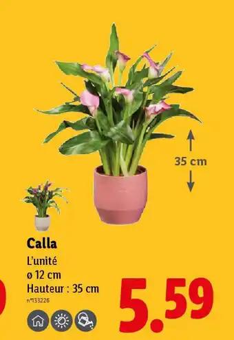 Calla