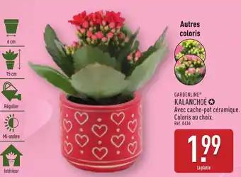 Gardenline kalanchoe