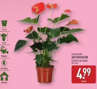 Gardenline anthurium