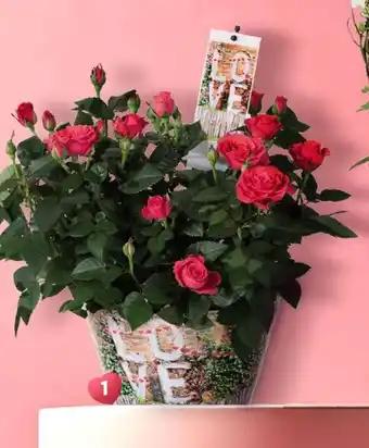 Rosier Love