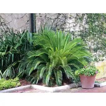 Cycas