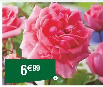 Rosier grandes fleurs