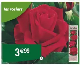 Rosier grandes fleurs