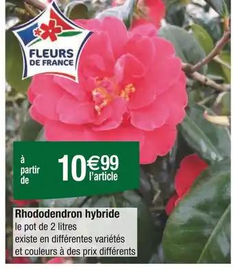 Rhododendron hybride