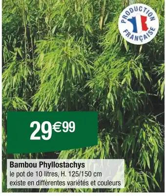 Bambou Phyllostachys