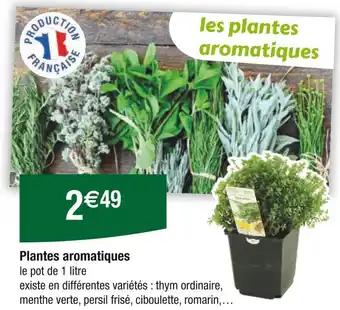 Plantes aromatiques