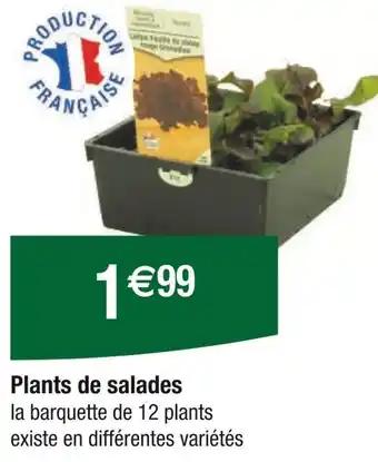 Plants de salades