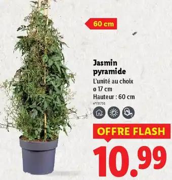 Jasmin pyramide 60 cm