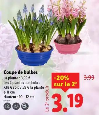 Coupe de bulbes 10 - 12 cm