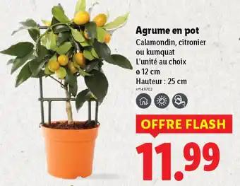 Agrume en pot 25 cm