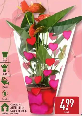 GARDENLINE®Anthurium