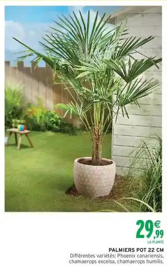 Palmiers Pot 22 cm