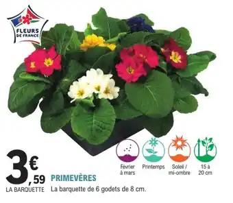 Primevères