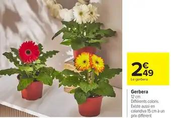 Gerbera 12 cm