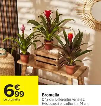 Bromelia 14 cm