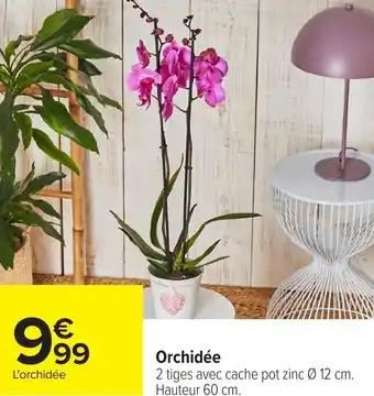 Orchidée 60 cm