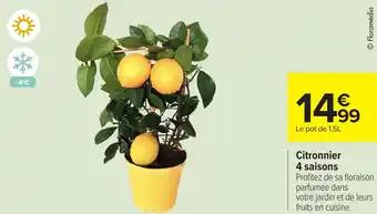 Citronnier 4 saisons