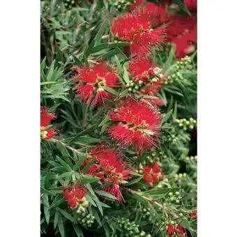 Callistemon