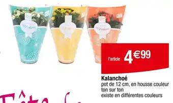 Kalanchoé