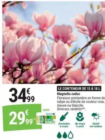 Magnolia caduc 18 L