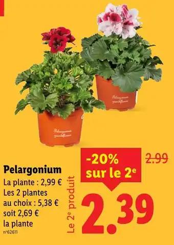 Pelargonium