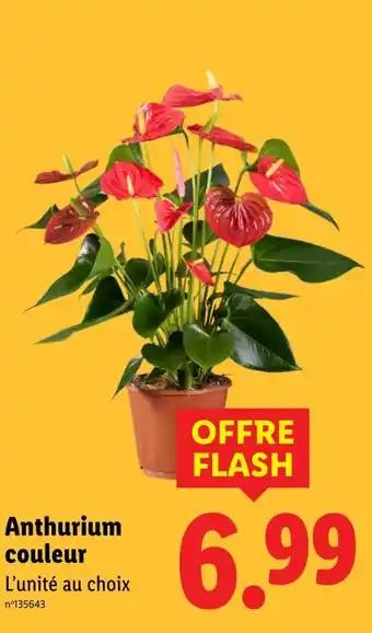 Anthurium couleur