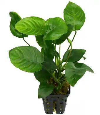 Anubias Barteri