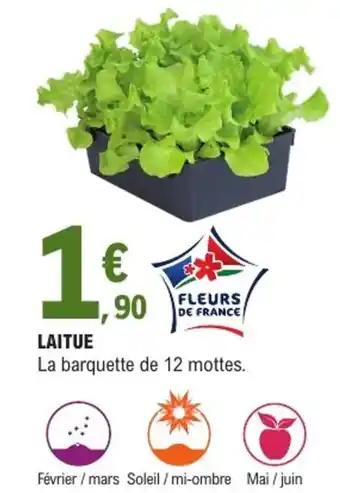 Laitue