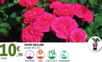Rosier meilland