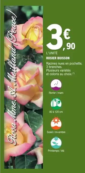 Rosier buisson