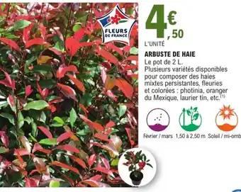 Arbuste de haie