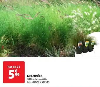 Graminées
