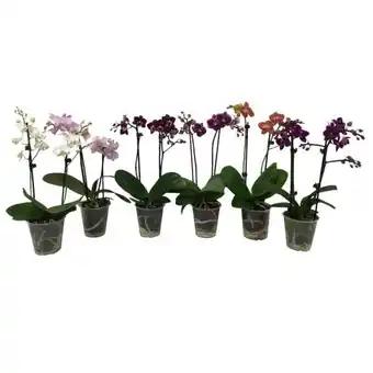Orchidée