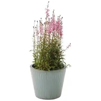 ECLOZ Pot Fuji ECLOZ