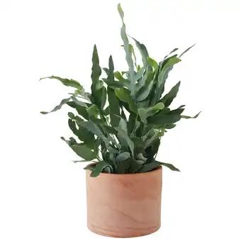 Pot Cylindre