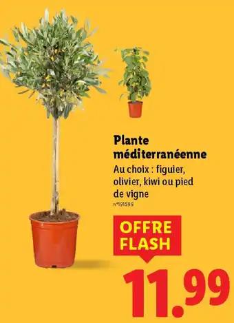 Plante méditerranéenne