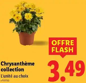 Chrysanthème collection