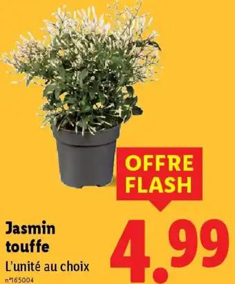 Jasmin touffe