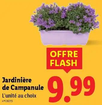 Jardinière de Campanule