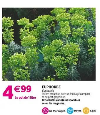 EUPHORBE